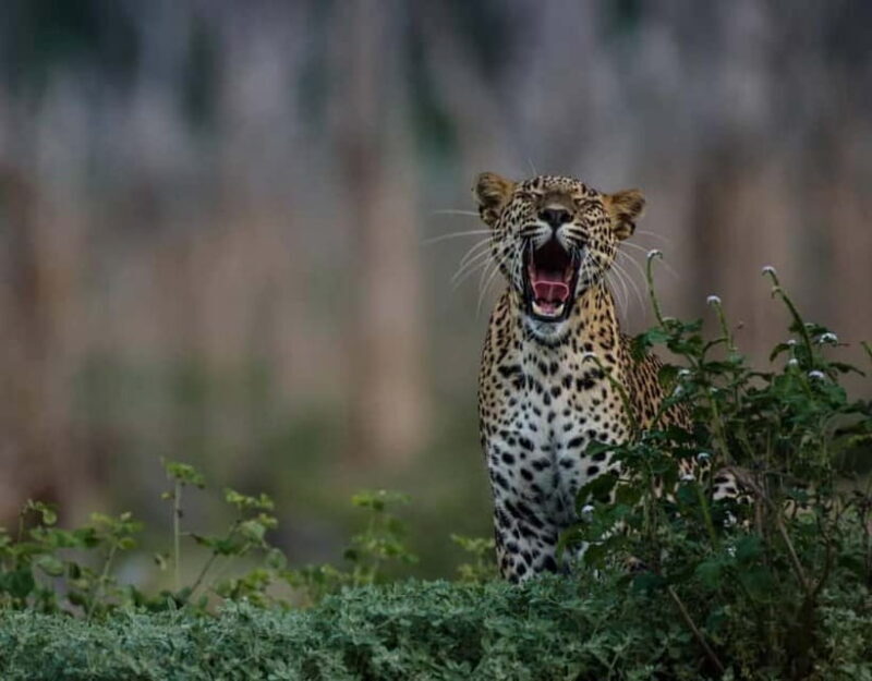 From Anuradhapura:Wilpattu Full-Day Wildlife Safari. - The Realities of Wildlife Viewing  