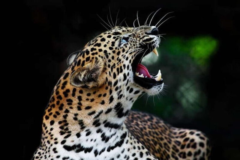 From Anuradhapura:Wilpattu Full-Day Wildlife Safari. - Who Is This Safari Best For?  