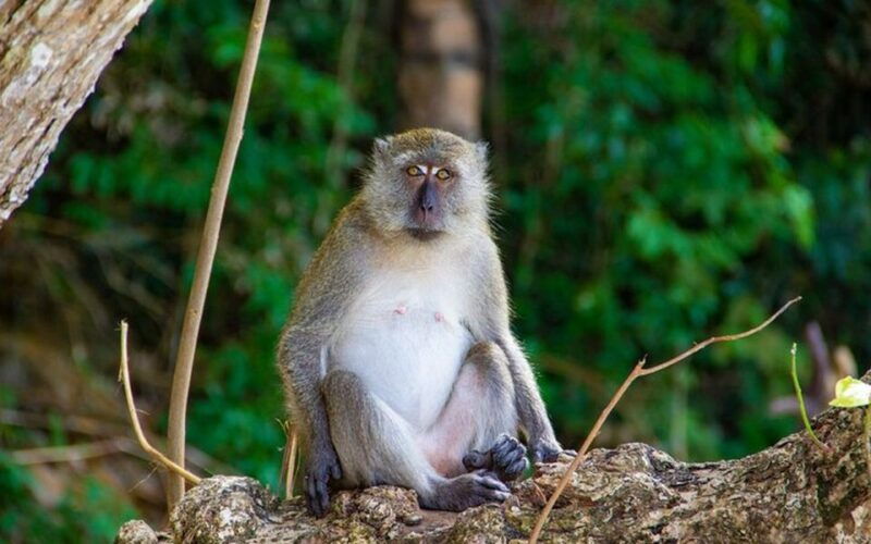 from-ao-nang-phi-phi-islands-day-tour-by-boat-with-lunch