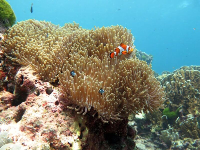from-ao-nang-similan-islands-boat-trip-with-transfer-food