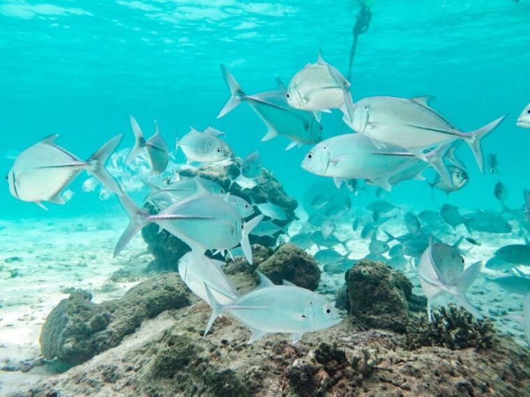 from-ao-nang-similan-islands-boat-trip-with-transfer-food