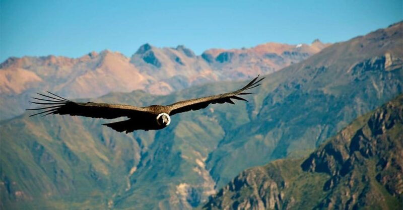 from-arequipa-1-day-colca-canyon-tour-with-transfer-to-puno