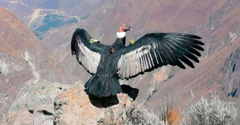 from-arequipa-1-day-tour-to-the-colca-canyon-breakfast