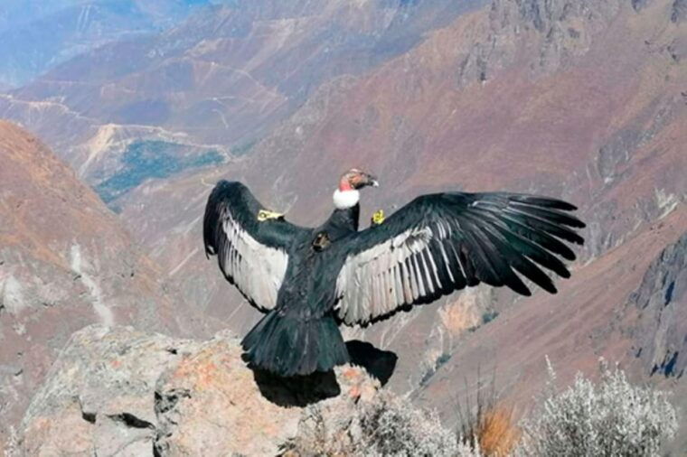 from-arequipa-1-day-tour-to-the-colca-canyon-buffet-lunch