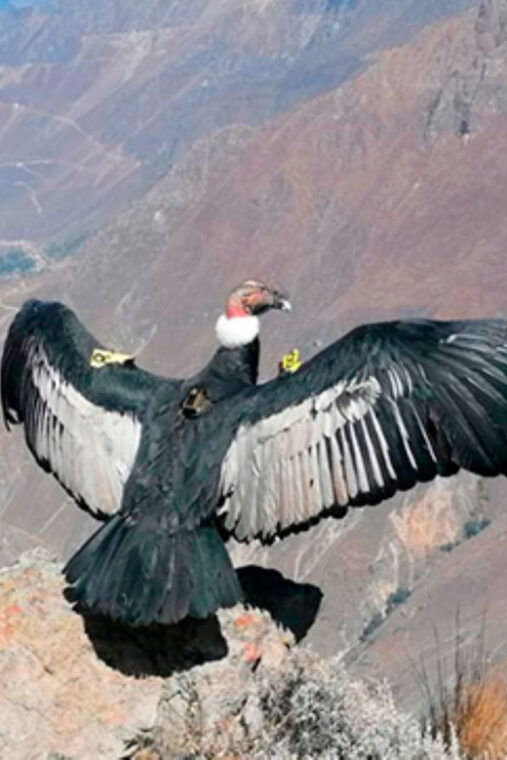 from-arequipa-1-day-tour-to-the-colca-canyon-buffet-lunch