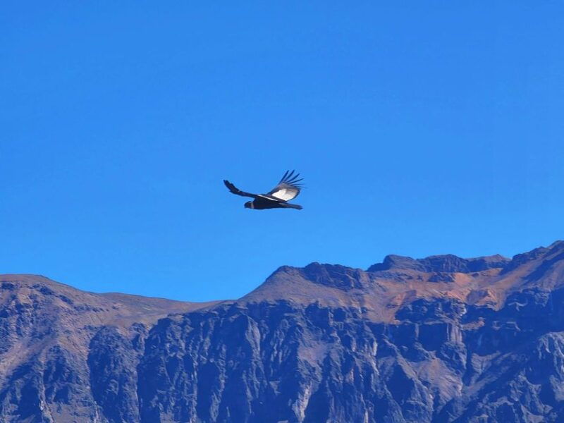 from-arequipa-2-day-tour-colca-canyon-ending-in-puno
