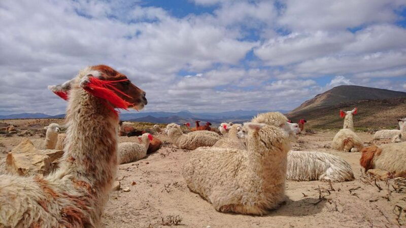 from-arequipa-2-day-tour-colca-canyon-ending-in-puno