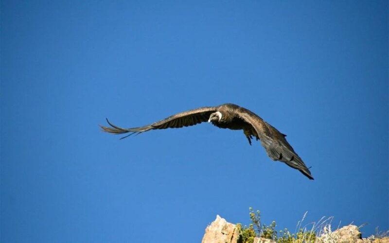 from-arequipa-2-day-trekking-through-the-colca-valley-2