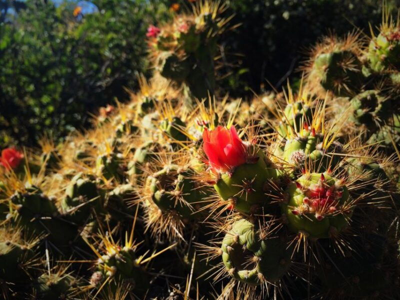 from-arequipa-3-day-colca-canyon-trek