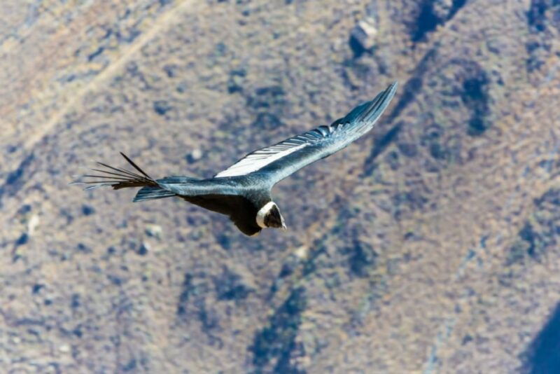 from-arequipa-3-day-colca-canyon-trek