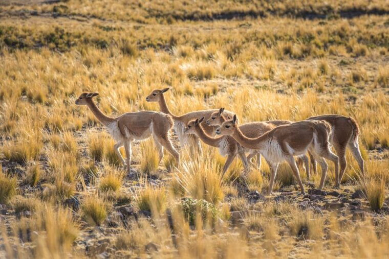 from-arequipa-3-day-colca-canyon-trek