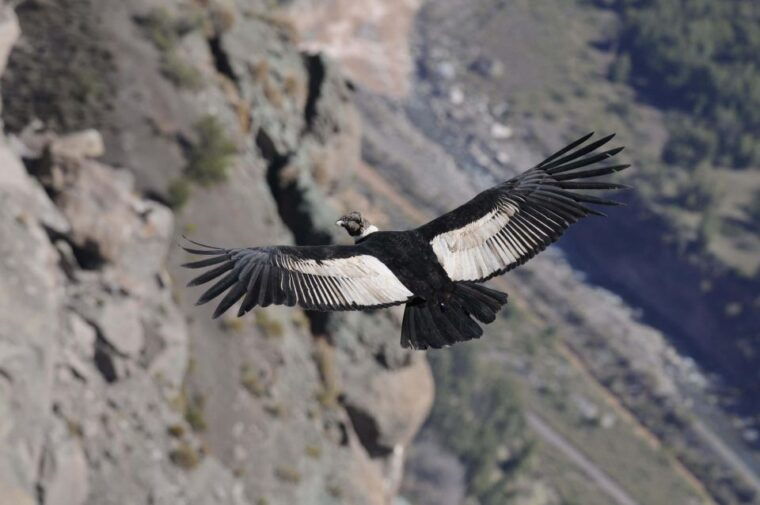 from-arequipa-colca-canyon-2-days-ending-in-arequipa