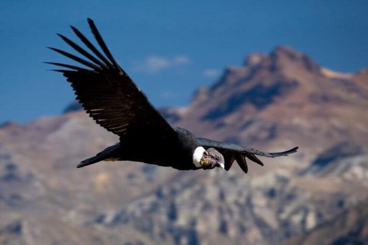 from-arequipa-colca-canyon-full-day-guided-tour-with-meals
