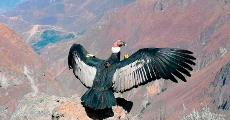 from-arequipa-colca-canyon-hotel-tour-of-2d-1n