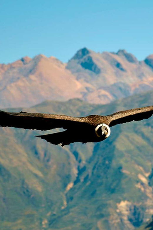 from-arequipa-colca-canyon-tour-with-breakfast-and-lunch