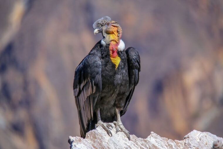 from-arequipa-colca-canyon-two-day-tour
