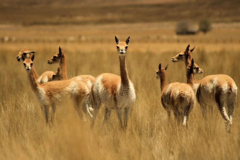 from-arequipa-colca-valley-thermal-baths-small-group-trip