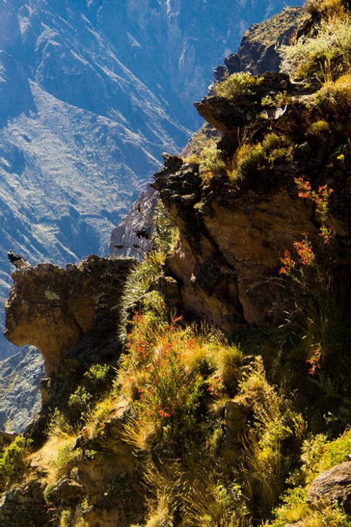 from-arequipa-colca-valley-thermal-baths-small-group-trip