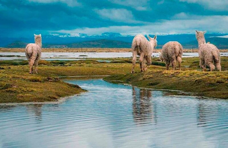 from-arequipa-excursion-to-pillones-waterfalls-full-day-2