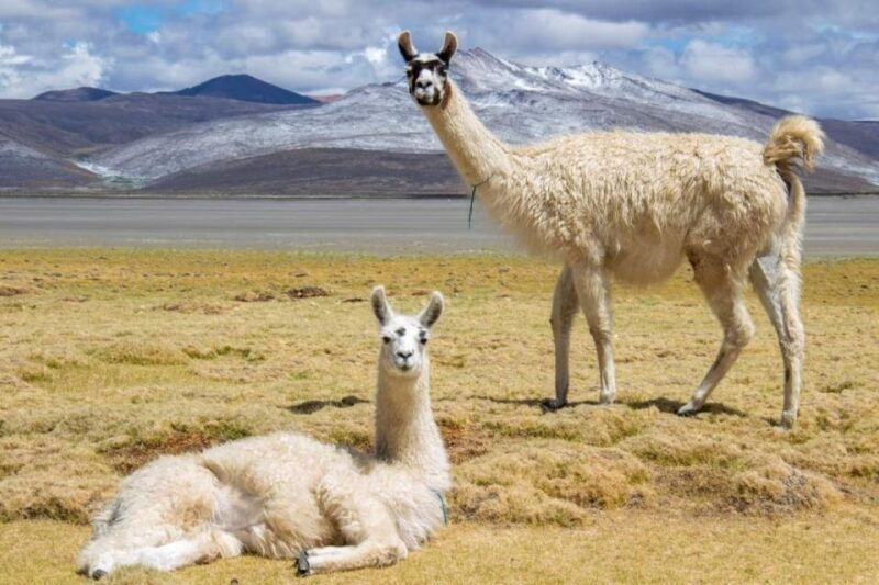from-arequipa-excursion-to-salinas-lagoon