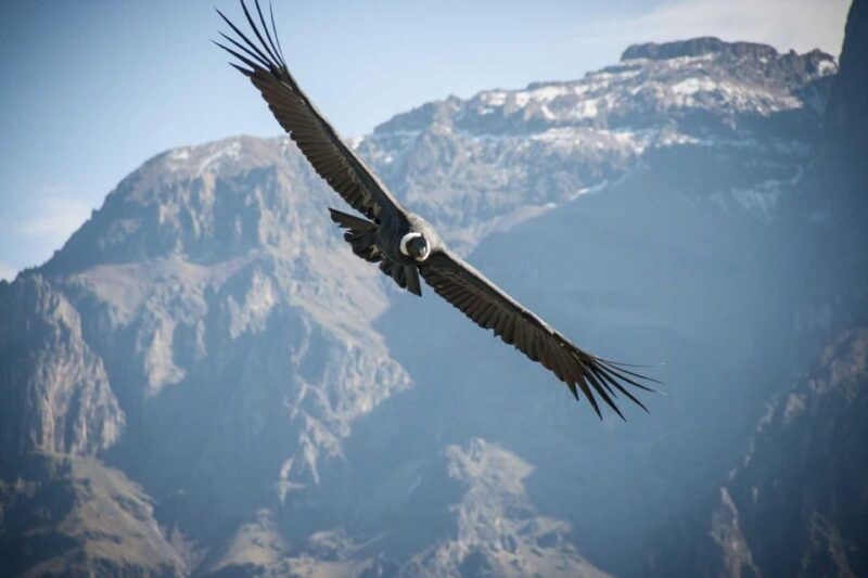 from-arequipa-excursion-to-the-colca-canyon-ending-in-puno-2