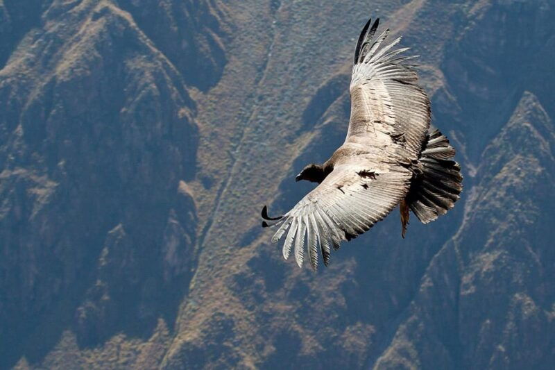 from-arequipa-full-day-tour-of-colca-canyon-with-breakfast