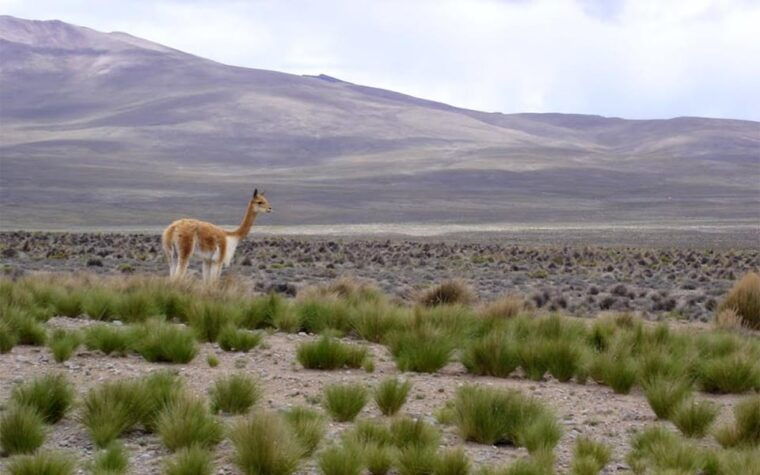 from-arequipa-one-day-trip-to-colca-canyon-ending-in-puno