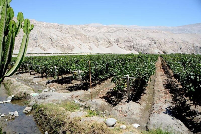 from-arequipa-pisco-and-wine-tour-through-the-majes-valley