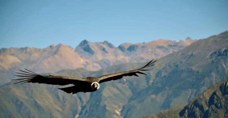 from-arequipa-tour-colca-canyon-2-days-with-end-in-puno