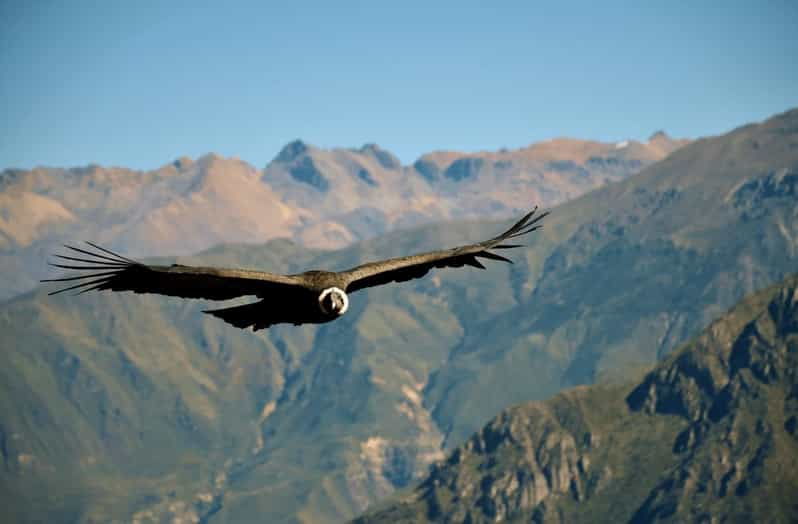 from-arequipa-tour-colca-canyon-2-days-with-end-in-puno
