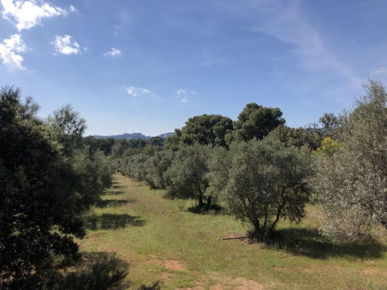 from-arles-alpilles-regional-park-provence-4x4-safari
