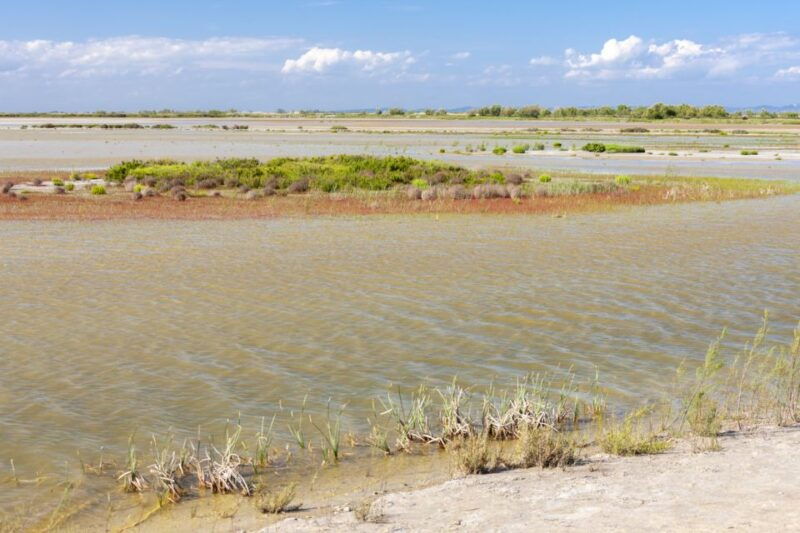from-arles-half-day-4x4-camargue-safari