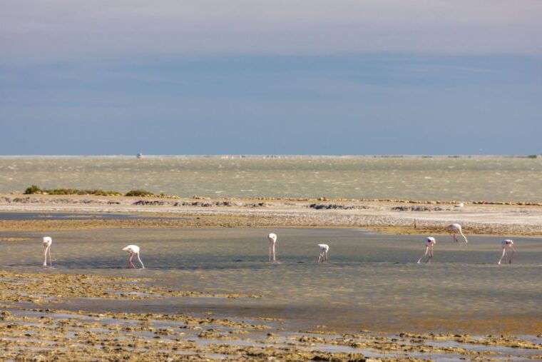 from-arles-half-day-4x4-camargue-safari
