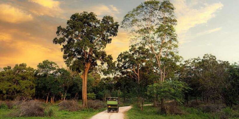 from-arugambay-to-tangalle-mirissa-with-yala-leopard-safari