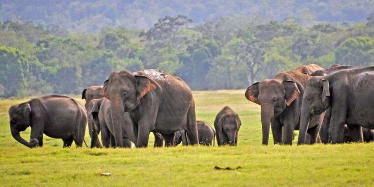 from-arugambay-to-tangalle-mirissa-with-yala-leopard-safari
