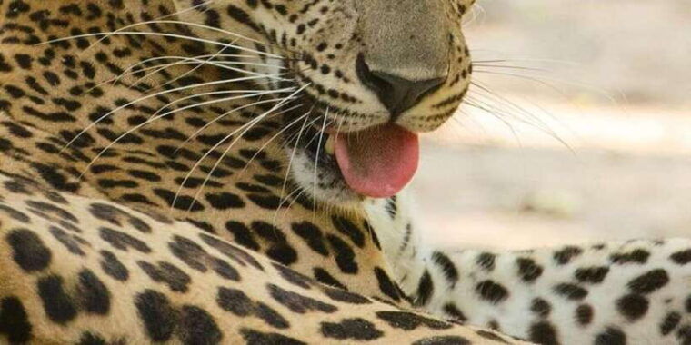 from-arugambay-to-tangalle-mirissa-with-yala-leopard-safari