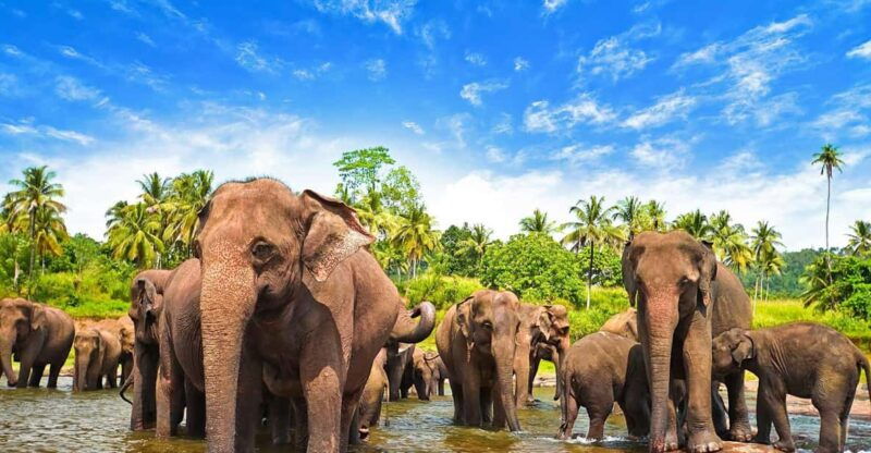 from-arugambay-udawalawe-national-park-safari-adventure