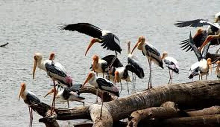 from-arugambay-udawalawe-national-park-safari-adventure