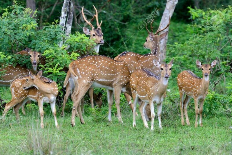 from-arugambay-yala-national-park-safari-adventure