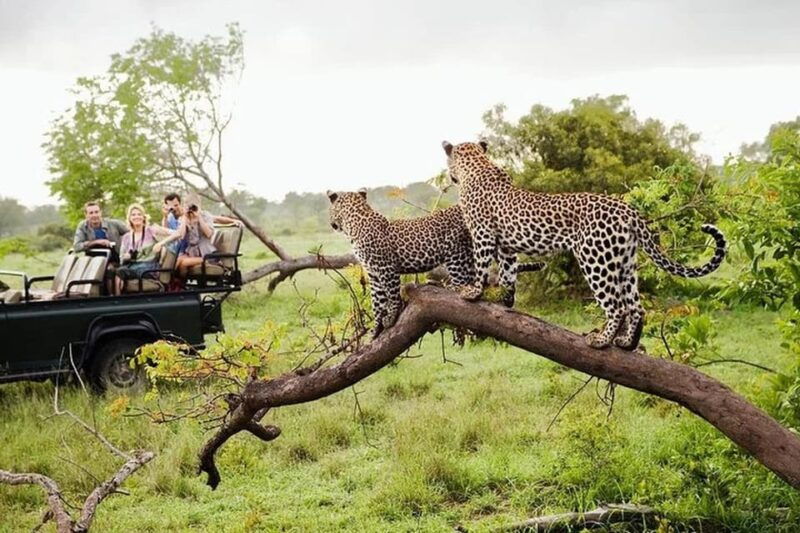 from-arugambay-yala-national-park-safari-adventure