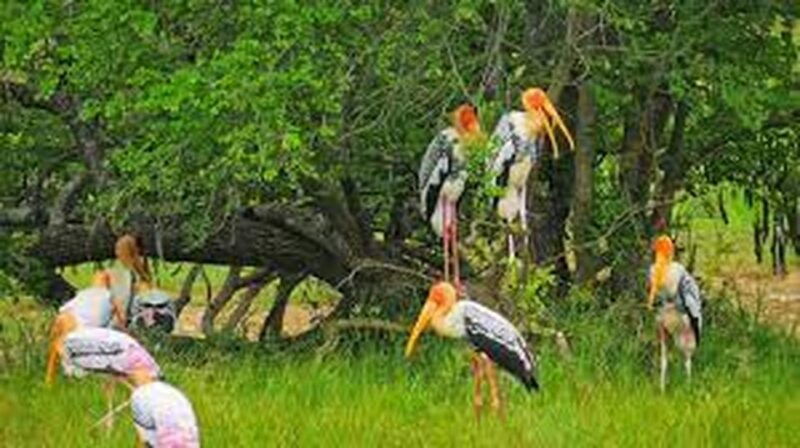 from-arugambay-yala-national-park-safari-adventure