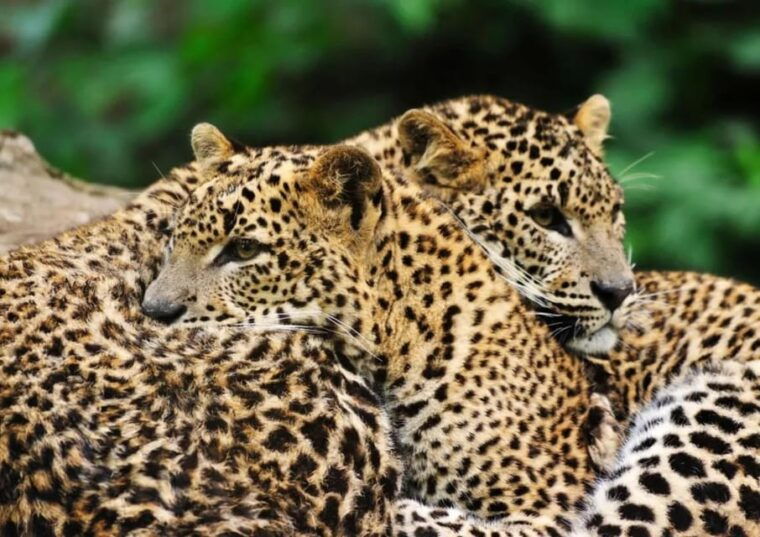 from-arugambay-yala-national-park-safari-adventure