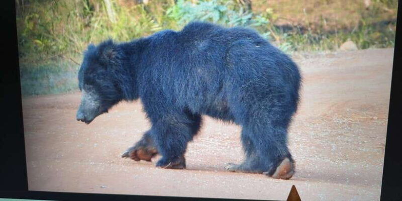 from-arugambay-yala-national-park-safari-dropoff-in-ella