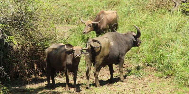 from-arugambay-yala-national-park-safari-dropoff-in-ella