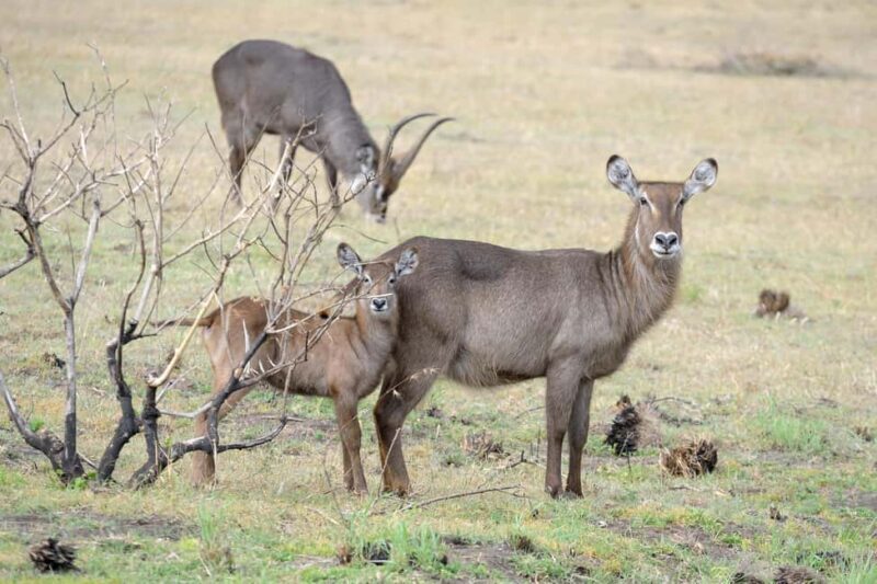 From Arusha: 1 Day Arusha National Park Guided Safari Trip - Is This Tour Worth the Cost?