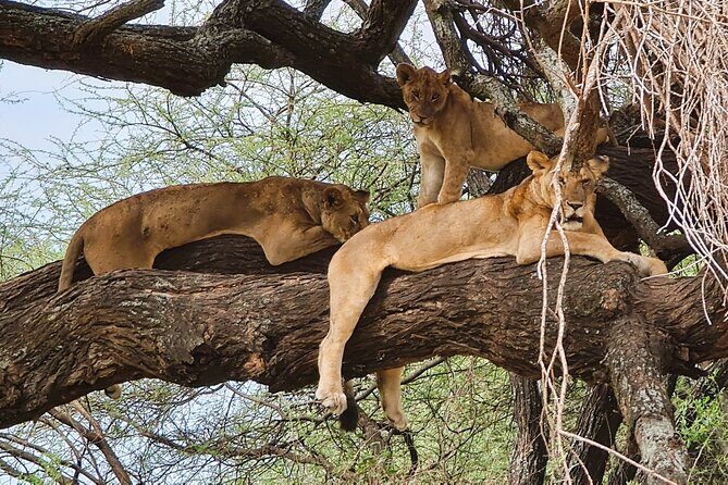 From Arusha : 11-day Amazing North Tanzania safari tour - Introduction: What to Expect from the 11-Day North Tanzania Safari
