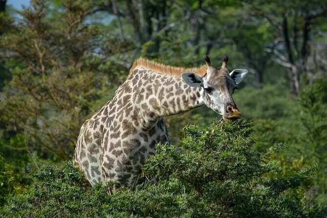 From Arusha : 11-day Amazing North Tanzania safari tour - Detailed Breakdown of the Itinerary