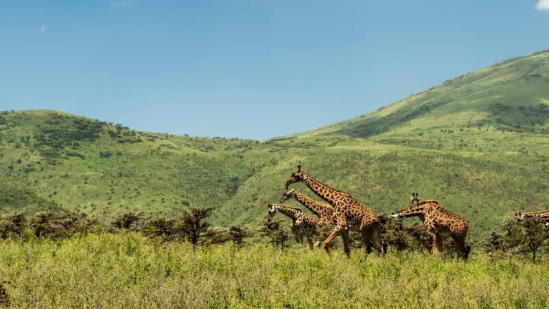 From Arusha : 11-day Amazing North Tanzania Safari,Serengeti - Final Thoughts