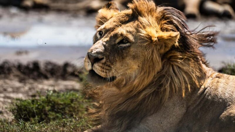 From Arusha: 11 days The Classics Northern Tanzania Safari - Key Points