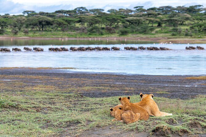 From Arusha: 11 days The Classics Northern Tanzania safari - The Sum Up: Who Should Consider This Tour?